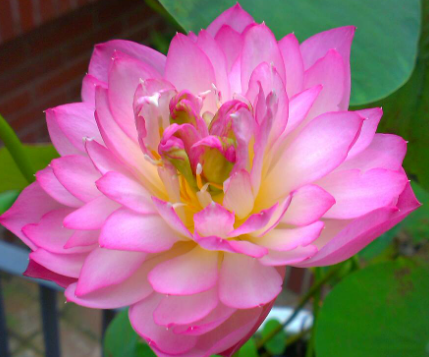 碗莲怎么养才能开花