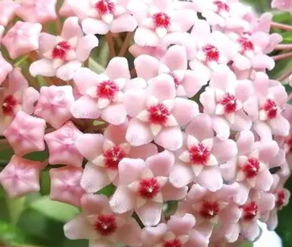 球兰怎么养才能开花