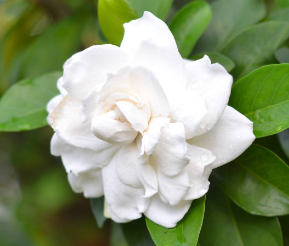 栀子花怎么养才能开花