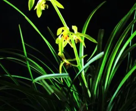 兰花怎么养才能开花