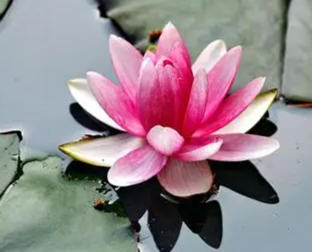 睡莲怎么养才能开花