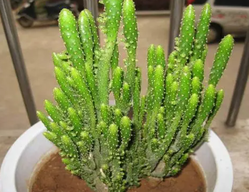 姬珊瑚怎么养才能开花