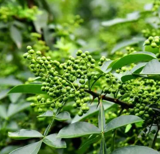 花椒林套种什么好