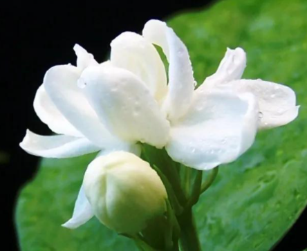 茉莉花怎么移植