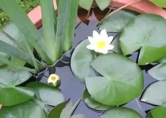水培睡莲怎么养殖才能更旺盛