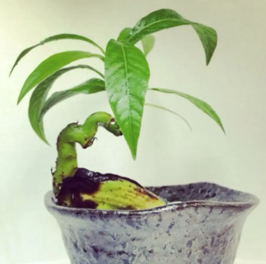 芒果怎么发芽 种子怎么种植才能发芽快