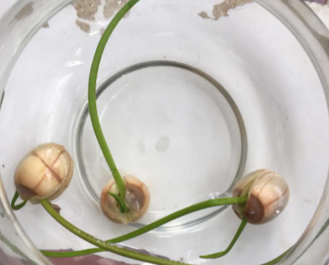 莲子怎么发芽 种子怎么种植才能发芽快