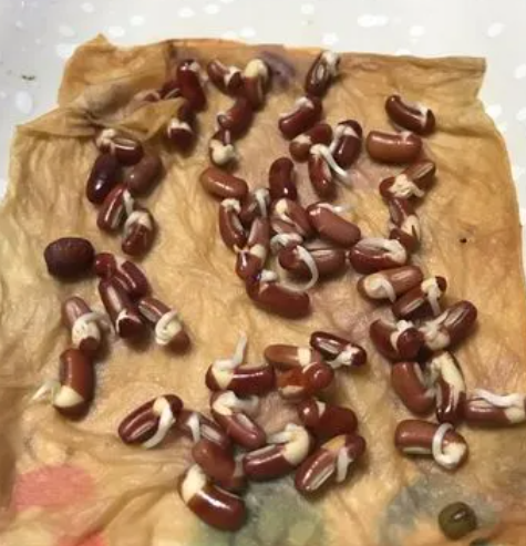 红豆怎么发芽 种子怎么种植才能发芽快