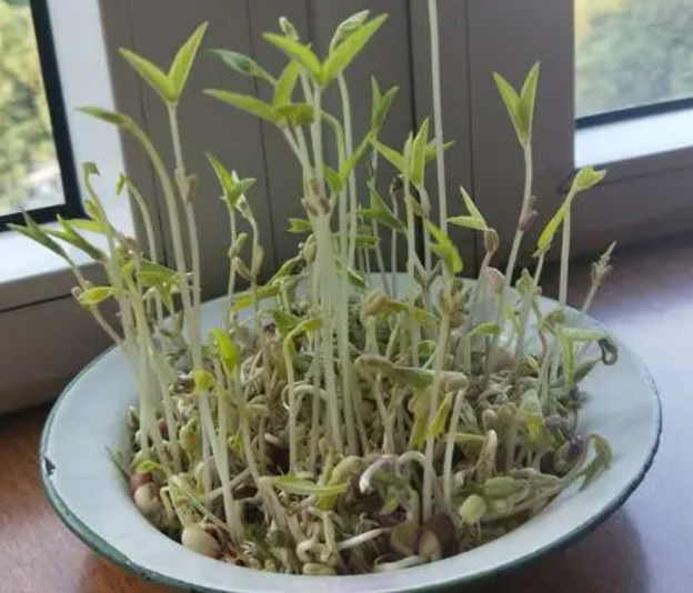 豆芽怎么发芽 种子怎么种植才能发芽快
