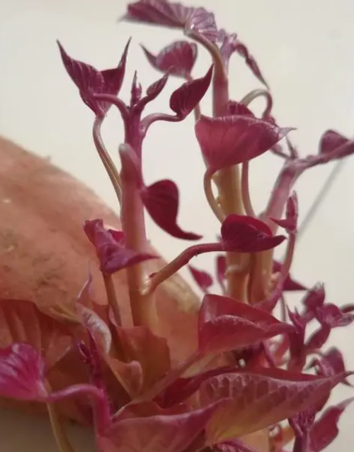 红薯怎么发芽 种子怎么种植才能发芽快