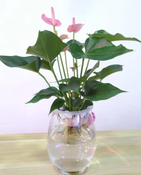 粉掌水培好还是土培好