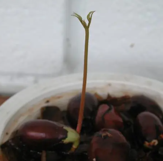荔枝怎么发芽 种子怎么种植才能发芽快