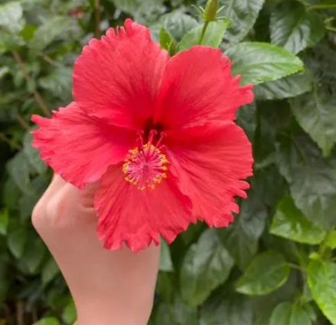 扶桑花怎么缓苗