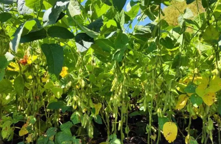 大豆怎么种植 高产种植技术与管理方法