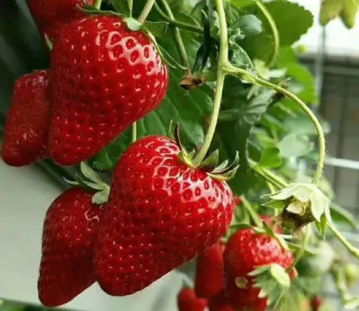 四季草莓怎么种植 高产种植技术与管理方法