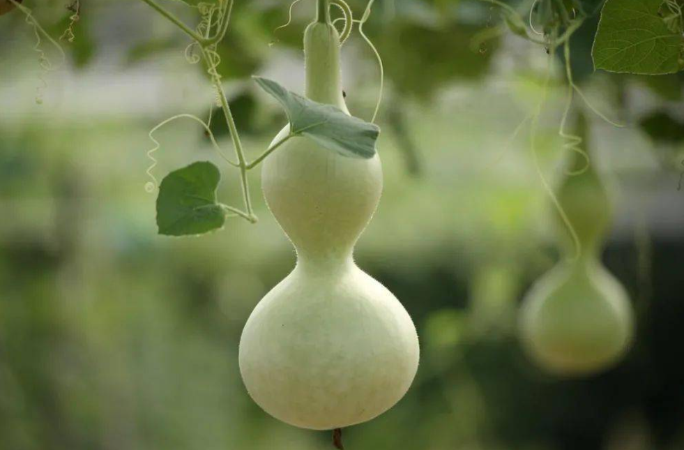 葫芦怎么种植 高产种植技术与管理方法