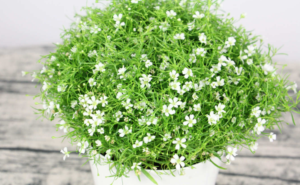 满天星怎么种植 高产种植技术与管理方法