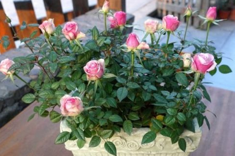 玫瑰花怎么缓苗