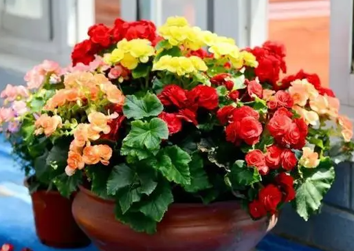 春节前适合种什么花