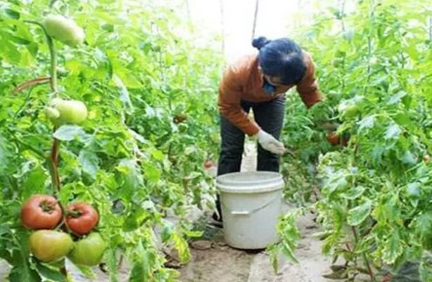 西红柿什么时候追肥合适
