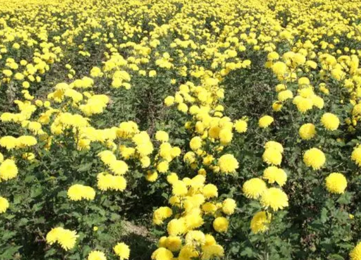 菊花的栽培