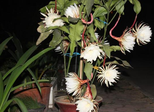 昙花什么时候栽种合适
