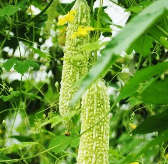 苦瓜授粉时间与方式方法
