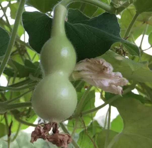 葫芦授粉时间与方法