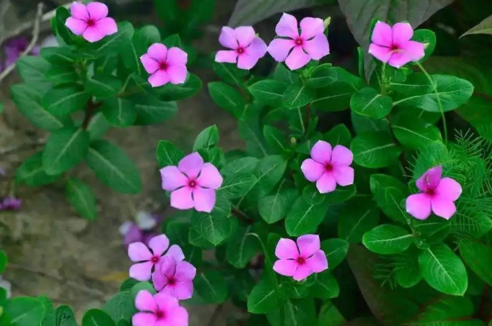 长春花多久浇一次水