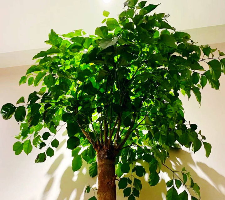 幸福树怎么养才茂盛