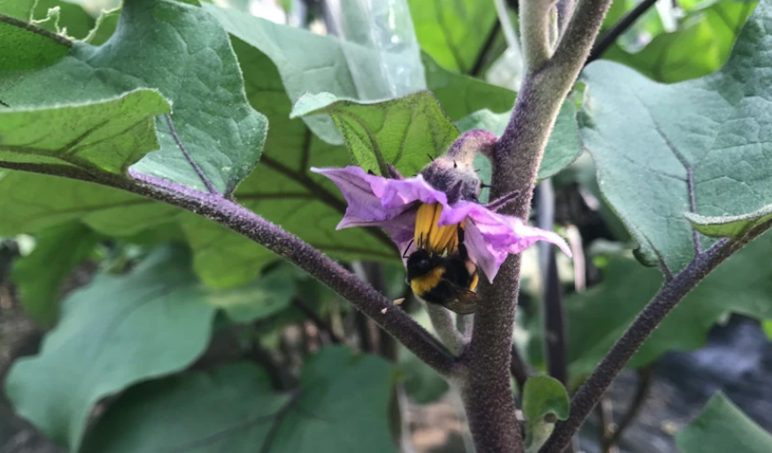 茄子授粉时间与方式方法