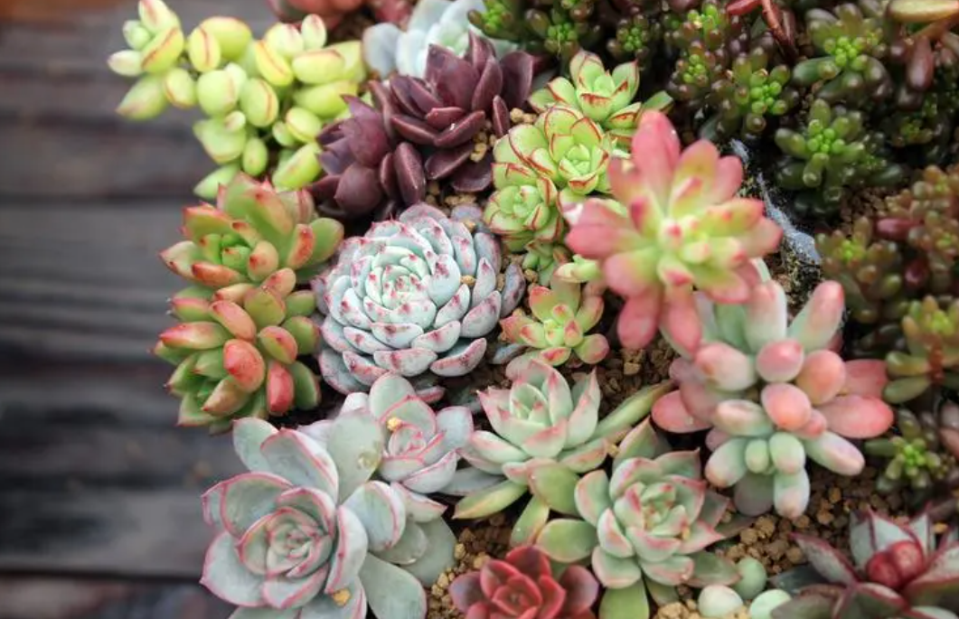 六角花盆适合种什么花