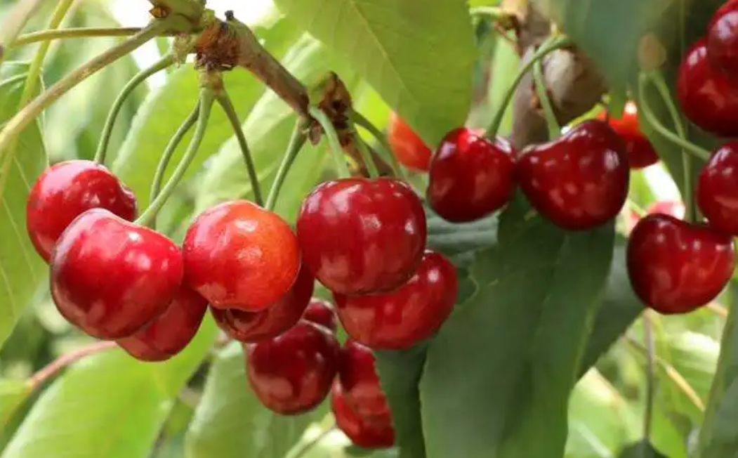 山东适合种植什么水果