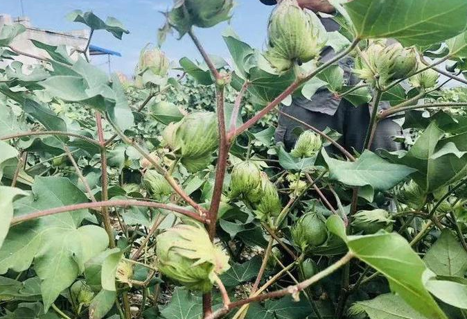 棉花什么时候追肥合适 高产追肥方法