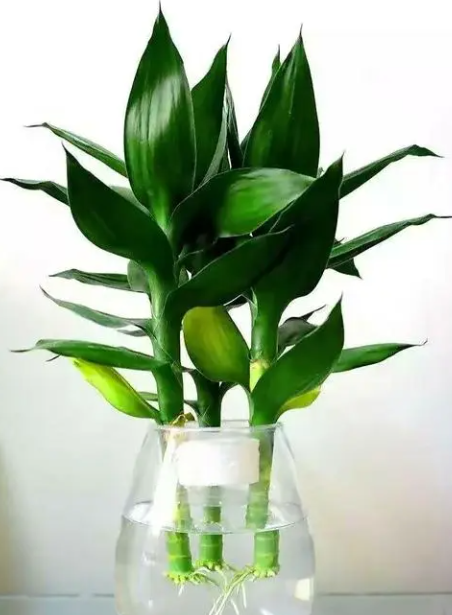 富贵竹怎么养才茂盛