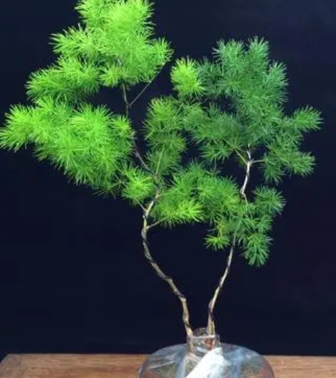 蓬莱松养几棵好