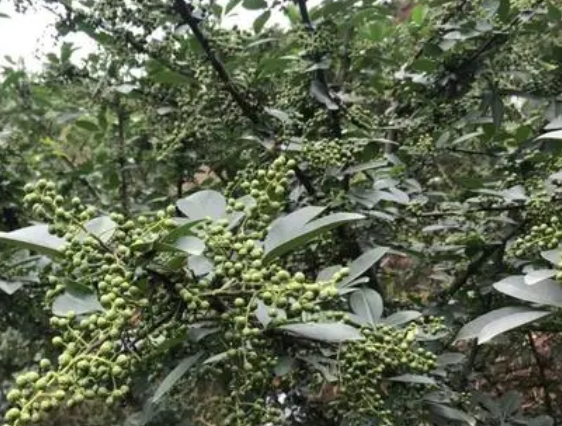 藤椒树什么时候栽种合适