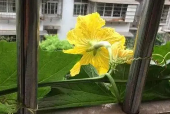 丝瓜授粉时间与方法
