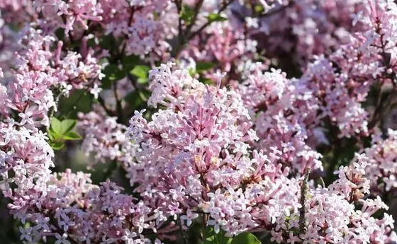 丁香花什么时候栽种合适