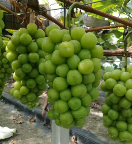 浙江适合种植什么水果