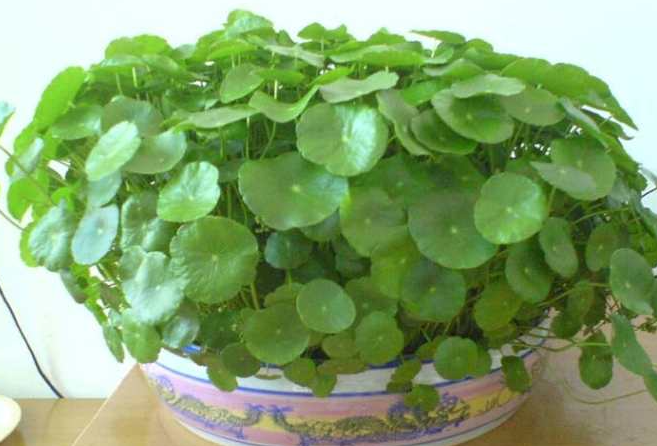 金钱草怎么养才茂盛