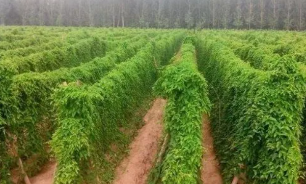 山药什么时候栽种合适