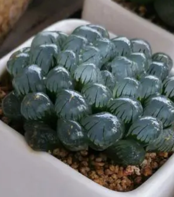 玉露能晒太阳吗