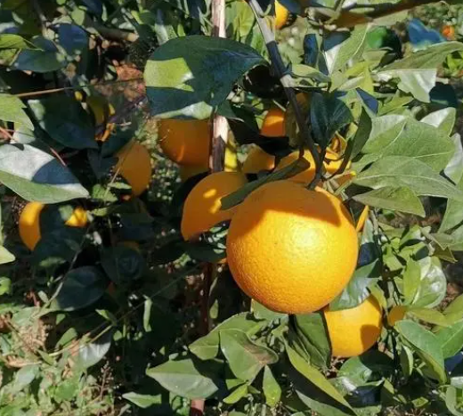 赣州适合种植什么水果