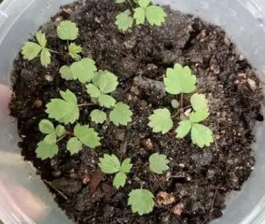 发芽的草莓怎么养护