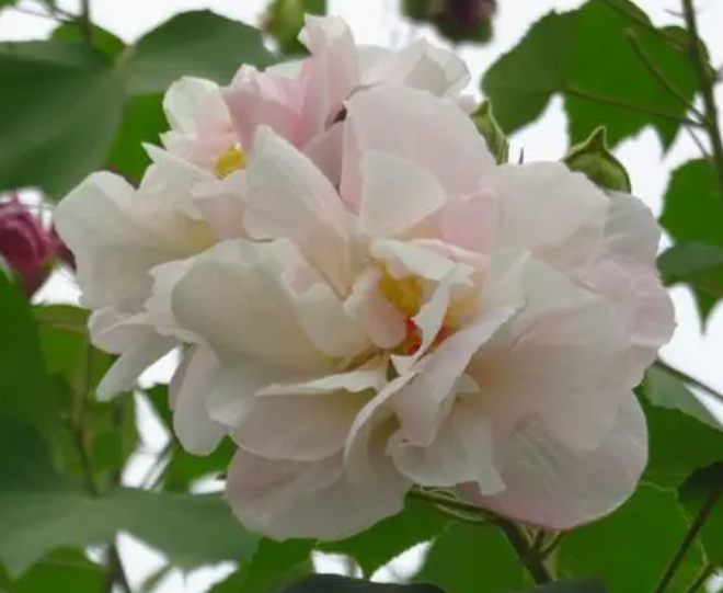 芙蓉花开花在什么季节
