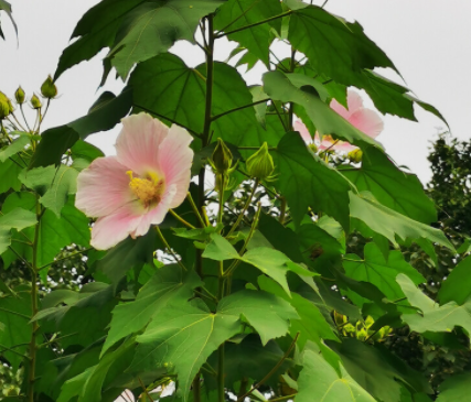芙蓉树怎么养