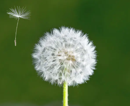 蒲公英的花语是什么