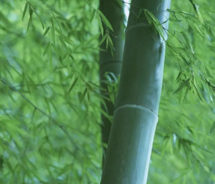 竹子的精神是什么