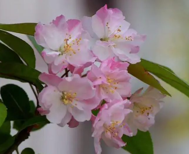海棠花有毒吗